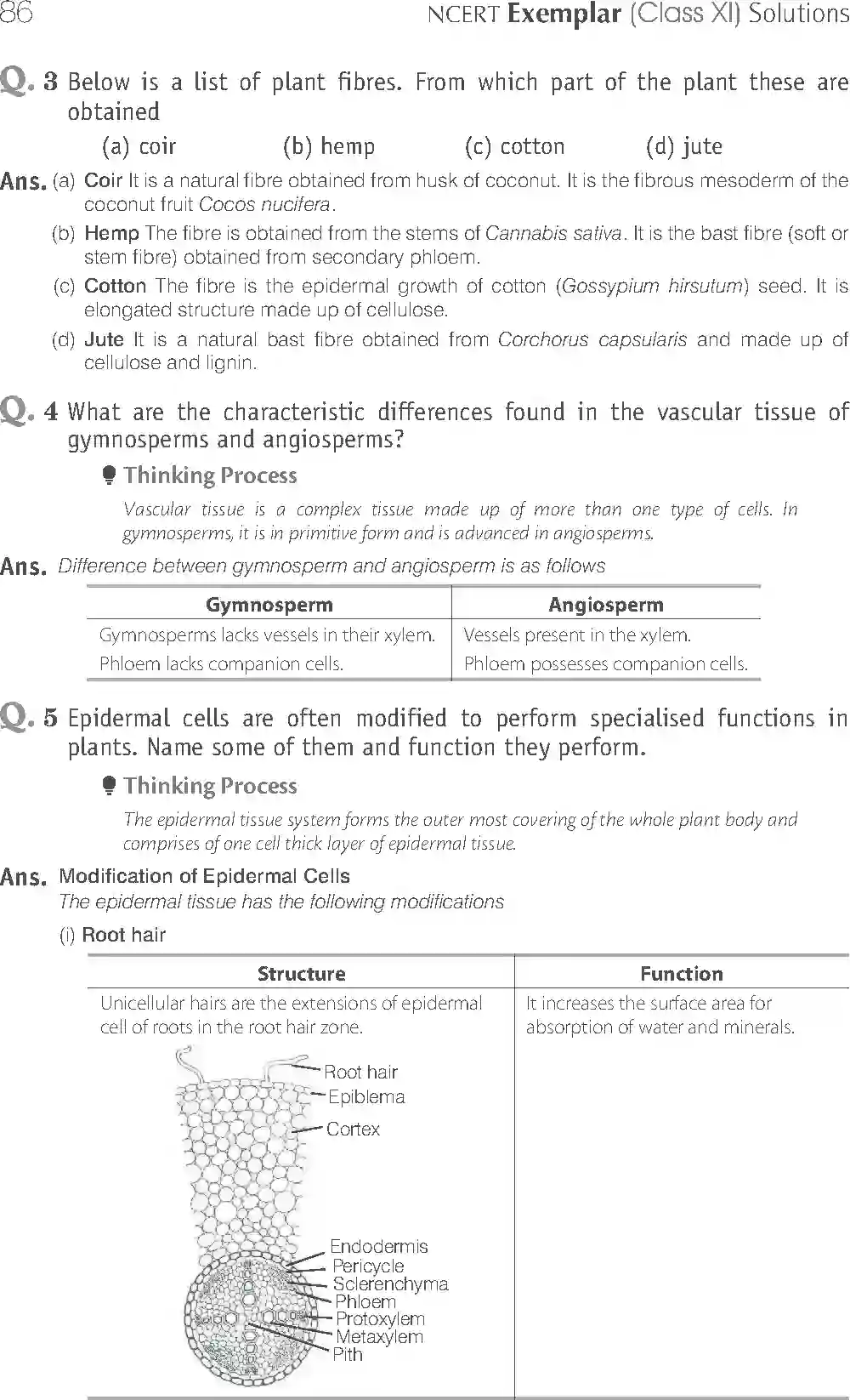 NCERT-Solution-Class-11-Biology-Exemplar-Anatomy-of-Flowering-Plants-751-page-10