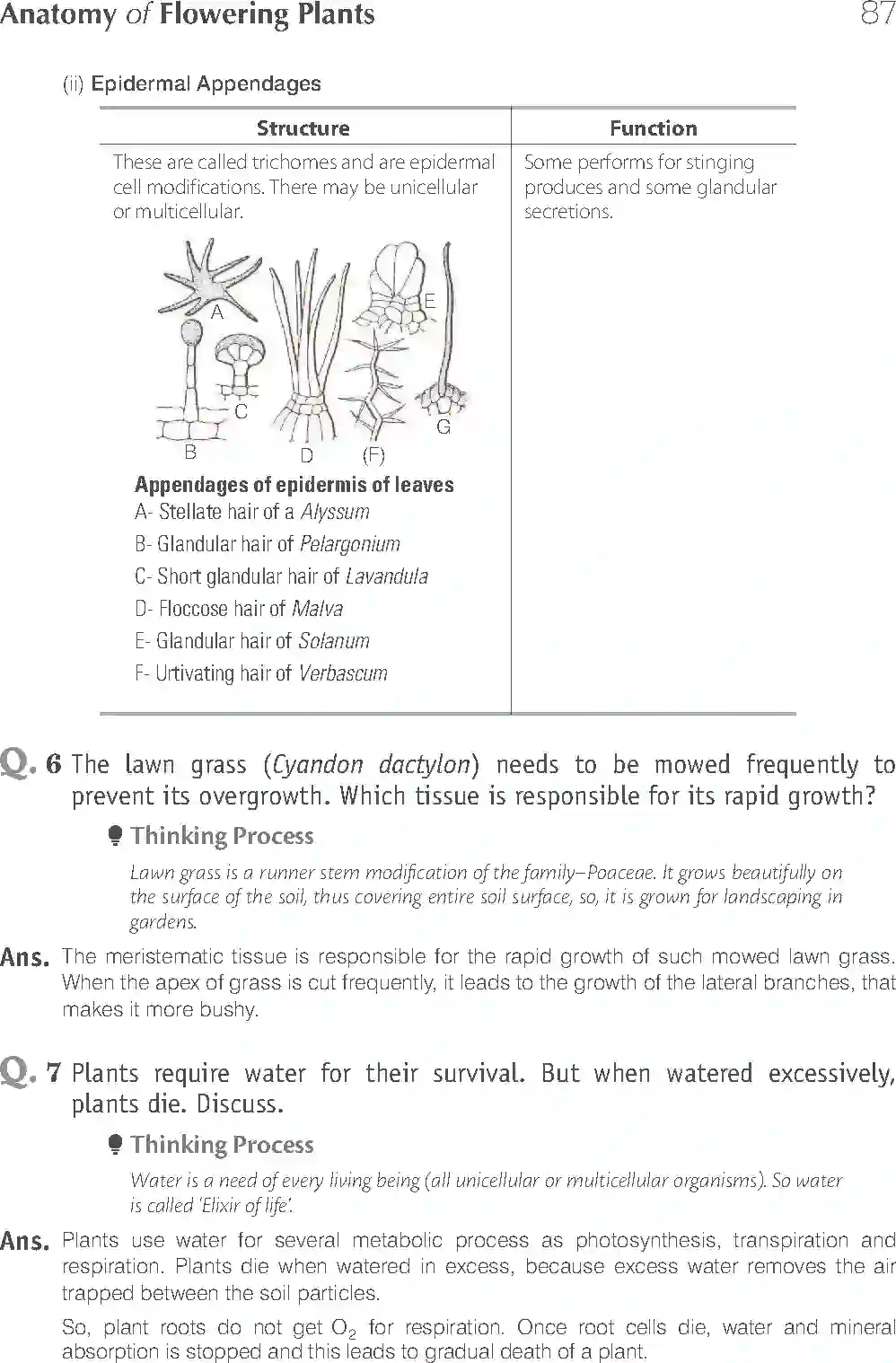 NCERT-Solution-Class-11-Biology-Exemplar-Anatomy-of-Flowering-Plants-751-page-11