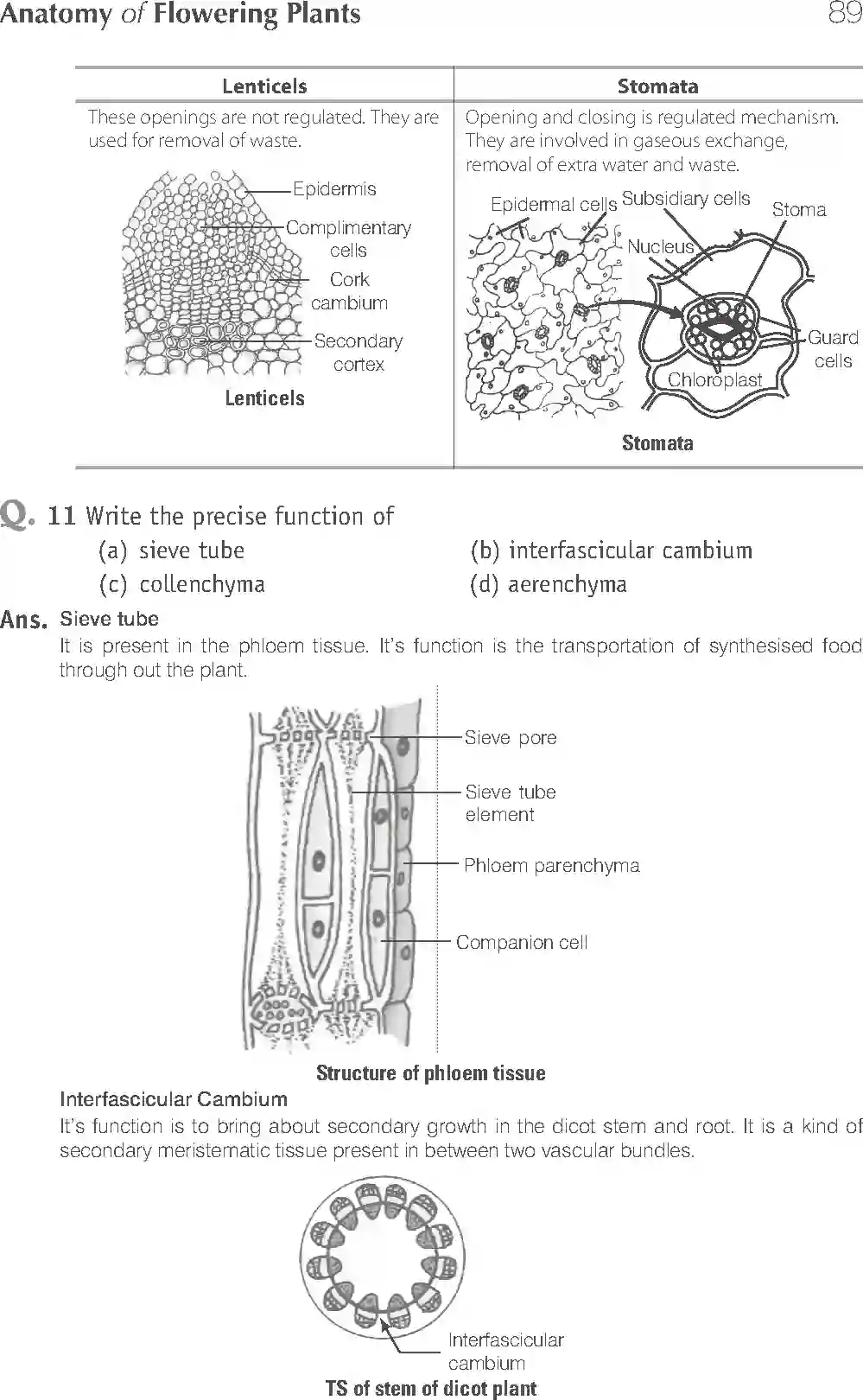 NCERT-Solution-Class-11-Biology-Exemplar-Anatomy-of-Flowering-Plants-751-page-13
