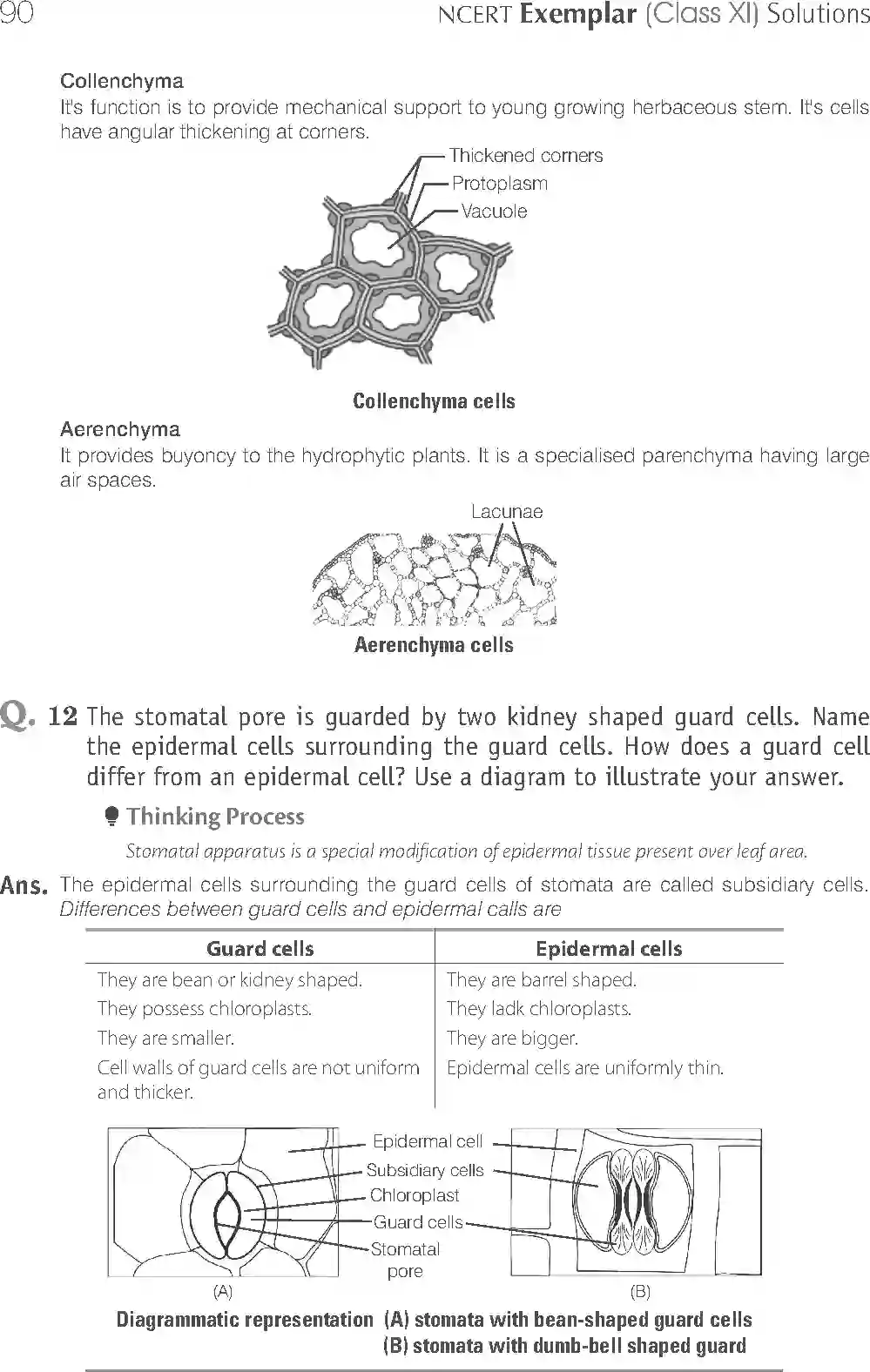 NCERT-Solution-Class-11-Biology-Exemplar-Anatomy-of-Flowering-Plants-751-page-14