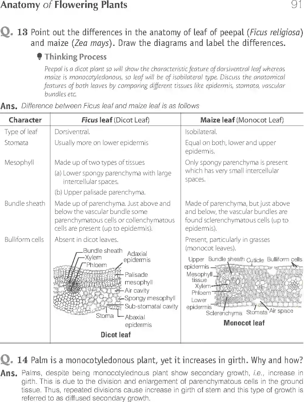NCERT-Solution-Class-11-Biology-Exemplar-Anatomy-of-Flowering-Plants-751-page-15