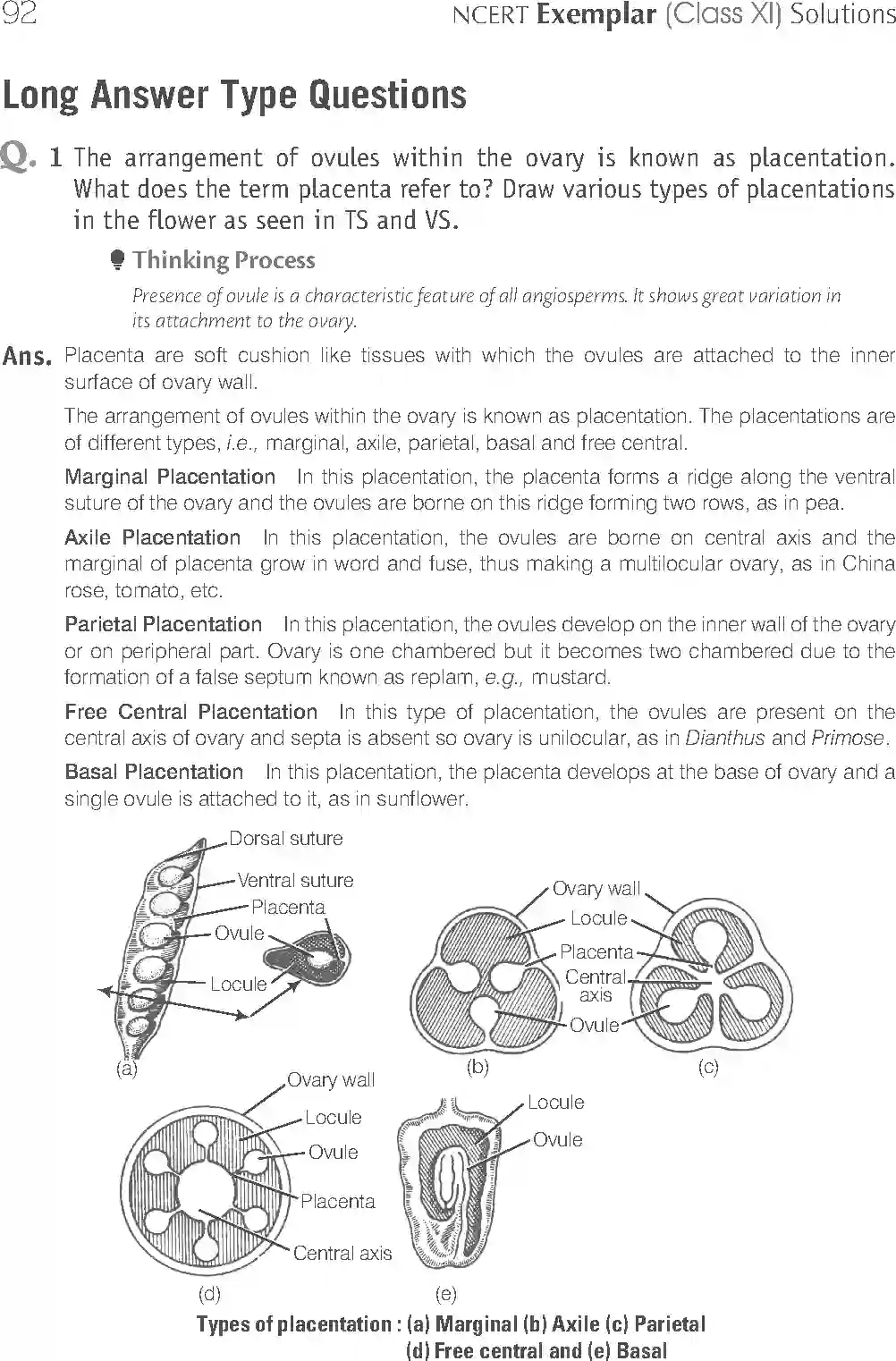 NCERT-Solution-Class-11-Biology-Exemplar-Anatomy-of-Flowering-Plants-751-page-16