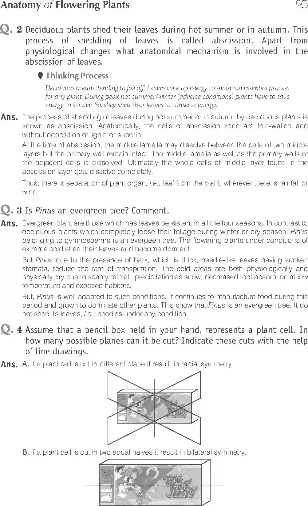 NCERT-Solution-Class-11-Biology-Exemplar-Anatomy-of-Flowering-Plants-751-page-17