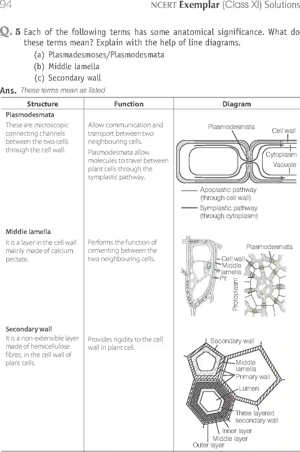 NCERT-Solution-Class-11-Biology-Exemplar-Anatomy-of-Flowering-Plants-751-page-18