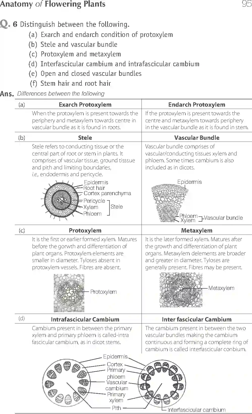 NCERT-Solution-Class-11-Biology-Exemplar-Anatomy-of-Flowering-Plants-751-page-19