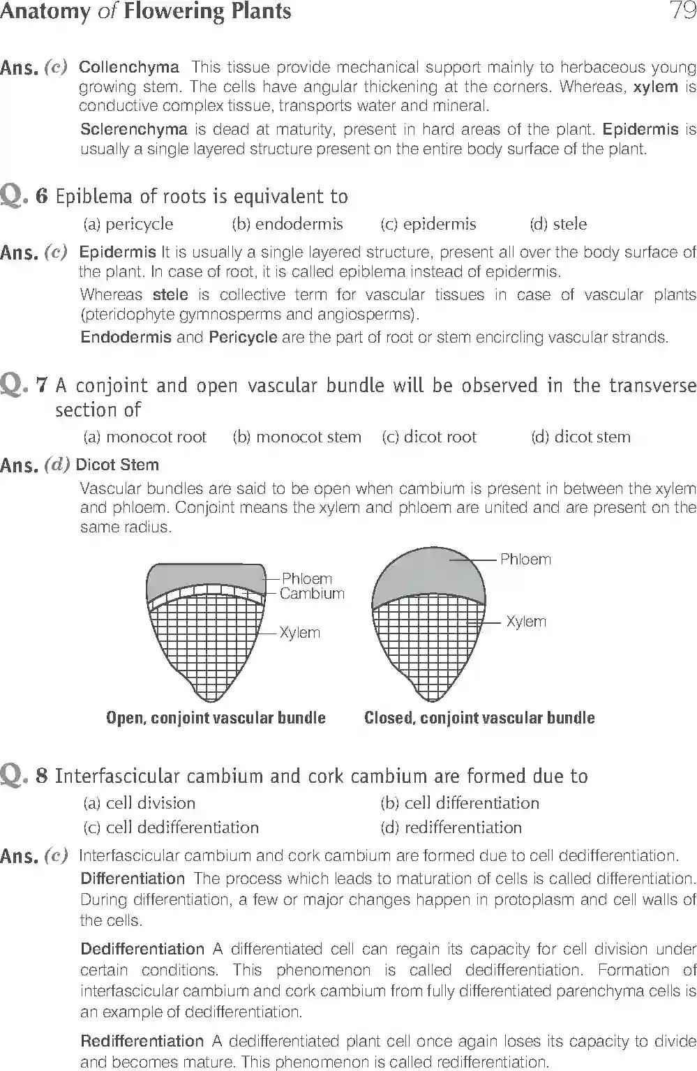 NCERT-Solution-Class-11-Biology-Exemplar-Anatomy-of-Flowering-Plants-751-page-3