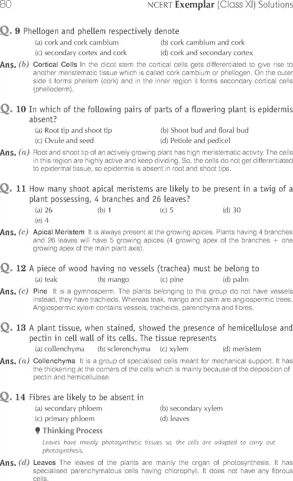 NCERT-Solution-Class-11-Biology-Exemplar-Anatomy-of-Flowering-Plants-751-page-4