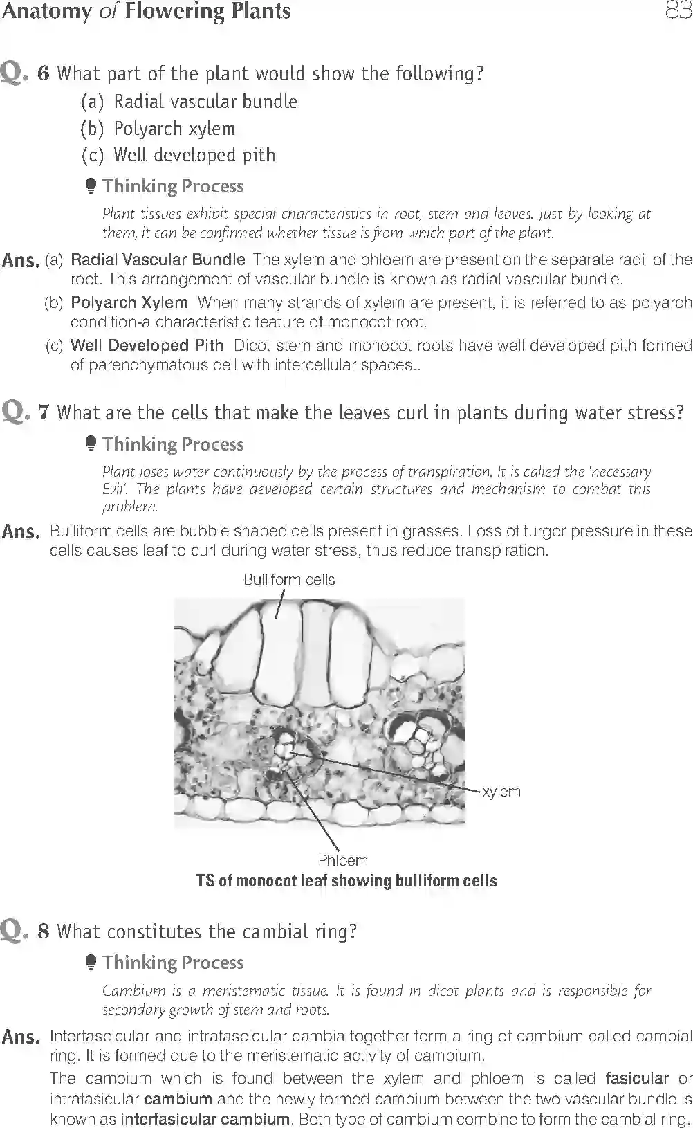 NCERT-Solution-Class-11-Biology-Exemplar-Anatomy-of-Flowering-Plants-751-page-7