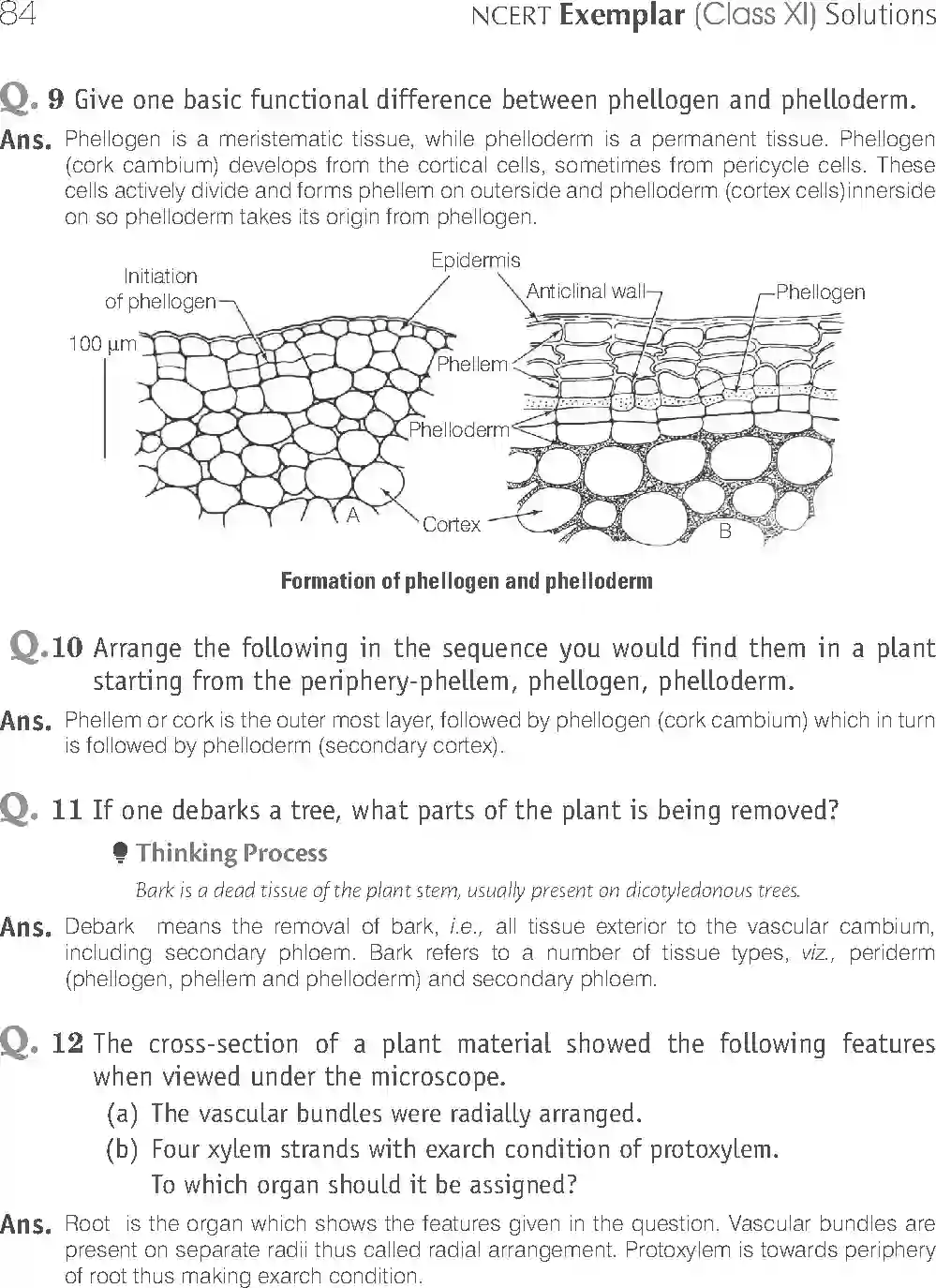 NCERT-Solution-Class-11-Biology-Exemplar-Anatomy-of-Flowering-Plants-751-page-8
