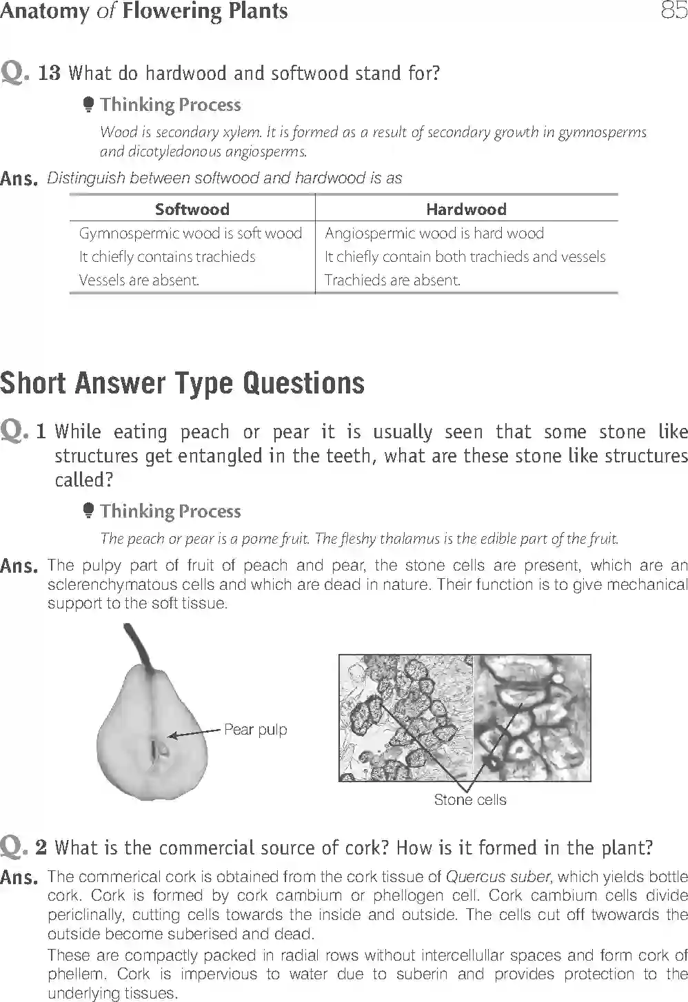 NCERT-Solution-Class-11-Biology-Exemplar-Anatomy-of-Flowering-Plants-751-page-9