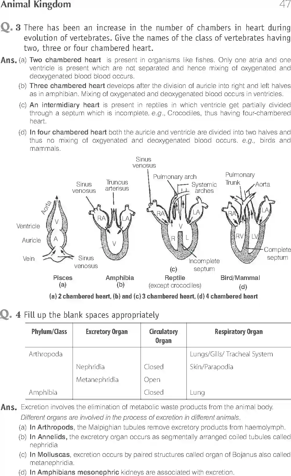 NCERT-Solution-Class-11-Biology-Exemplar-Animal-Kingdom-749-page-10