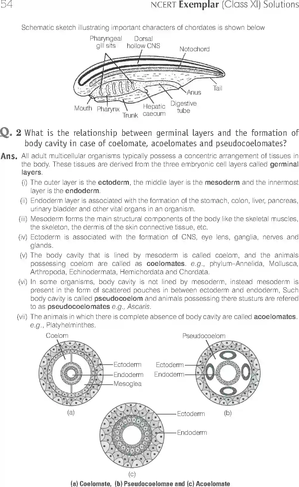 NCERT-Solution-Class-11-Biology-Exemplar-Animal-Kingdom-749-page-17
