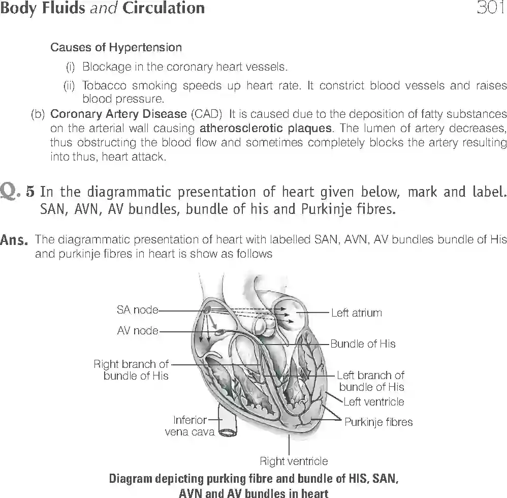 NCERT-Solution-Class-11-Biology-Exemplar-Body-Fluids-And-Circulation-2935-page-18