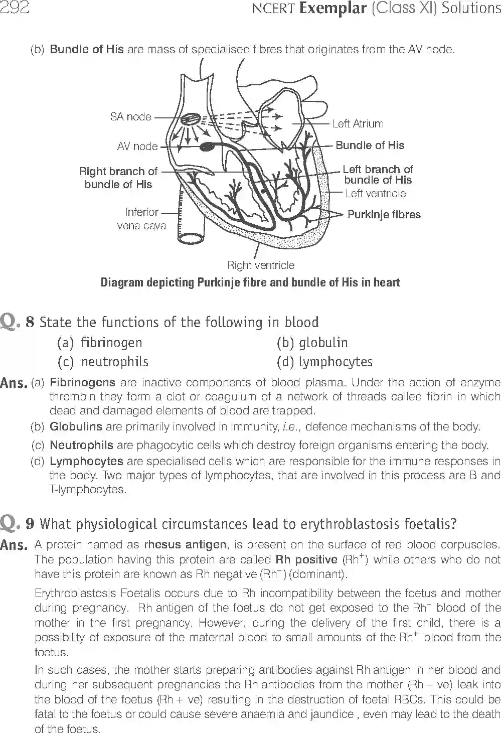 NCERT-Solution-Class-11-Biology-Exemplar-Body-Fluids-And-Circulation-763-page-9