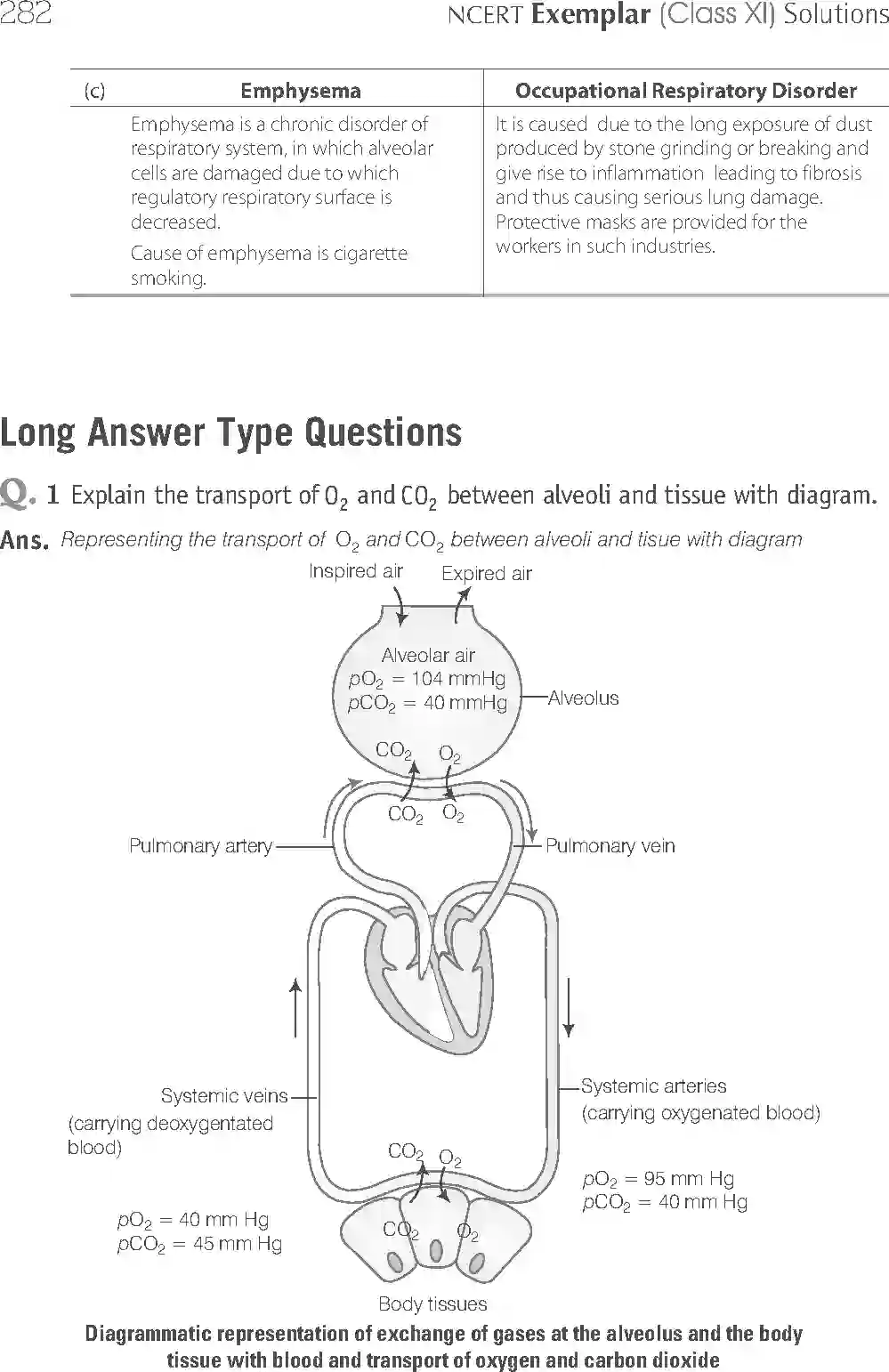 NCERT-Solution-Class-11-Biology-Exemplar-Breathing-And-Exchange-of-Gases-2934-page-13