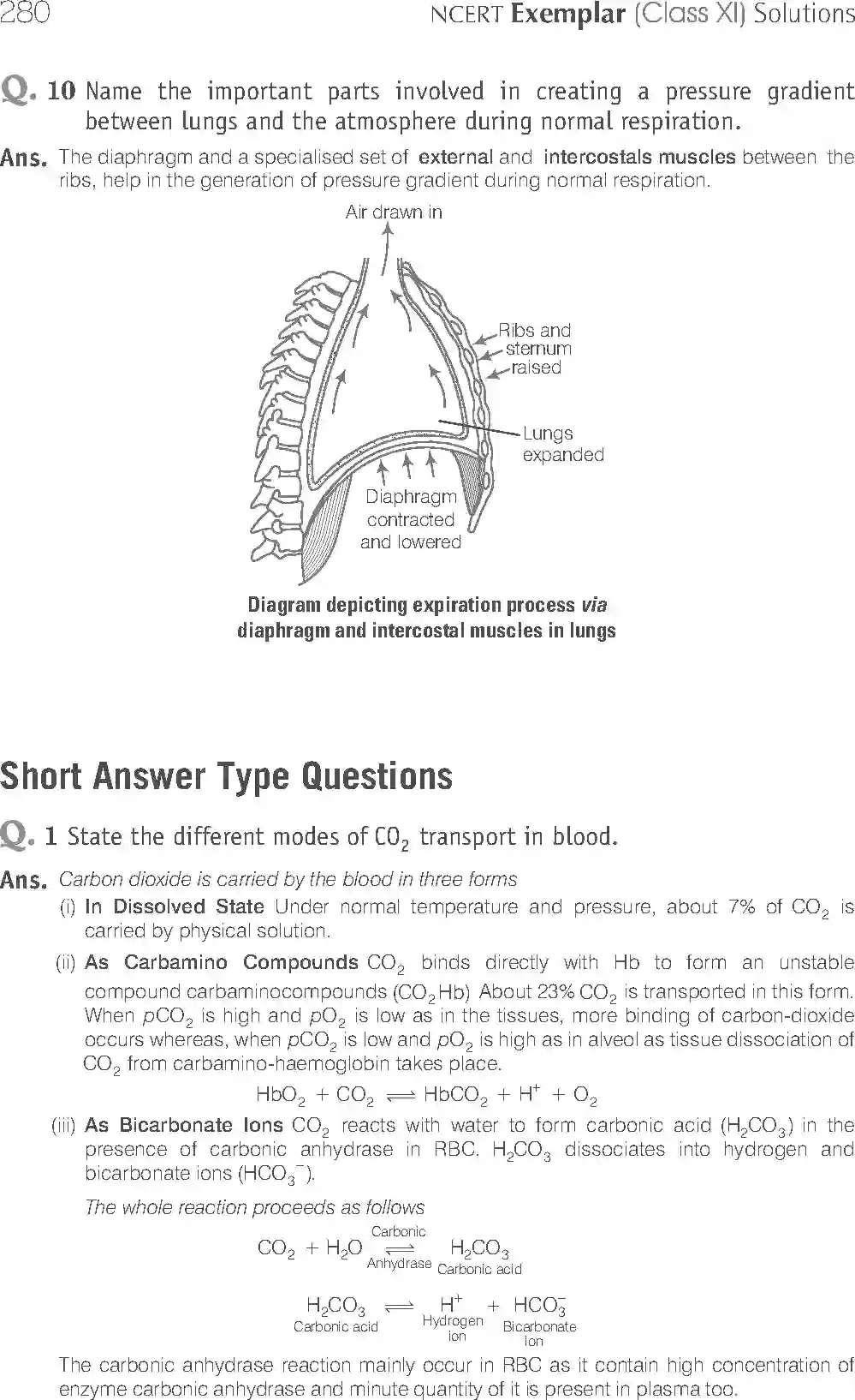 NCERT-Solution-Class-11-Biology-Exemplar-Breathing-And-Exchange-of-Gases-762-page-11