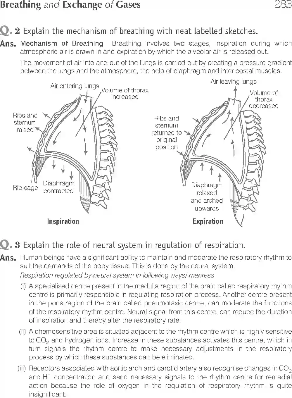 NCERT-Solution-Class-11-Biology-Exemplar-Breathing-And-Exchange-of-Gases-762-page-14