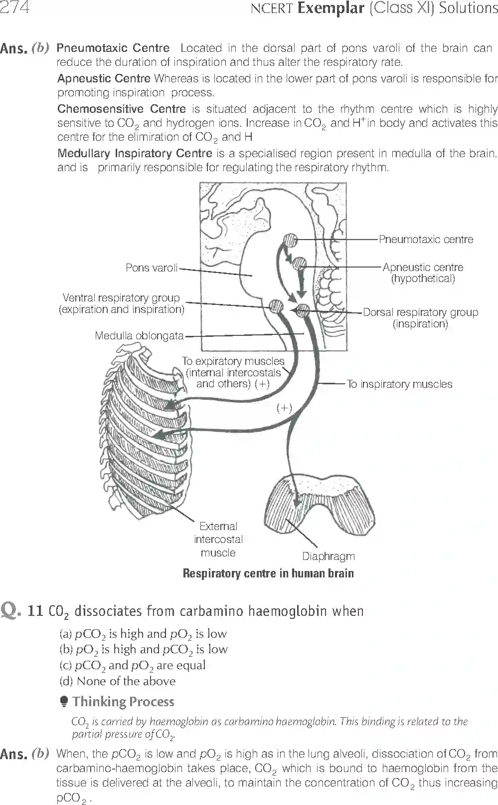 NCERT-Solution-Class-11-Biology-Exemplar-Breathing-And-Exchange-of-Gases-762-page-5