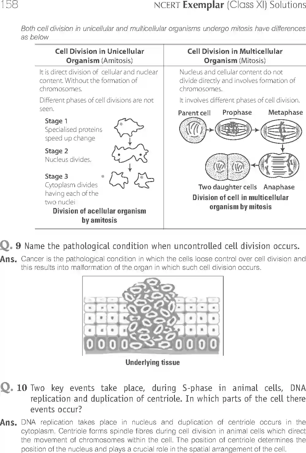 NCERT-Solution-Class-11-Biology-Exemplar-Cell-Cycle-and-Cell-Division-2927-page-10