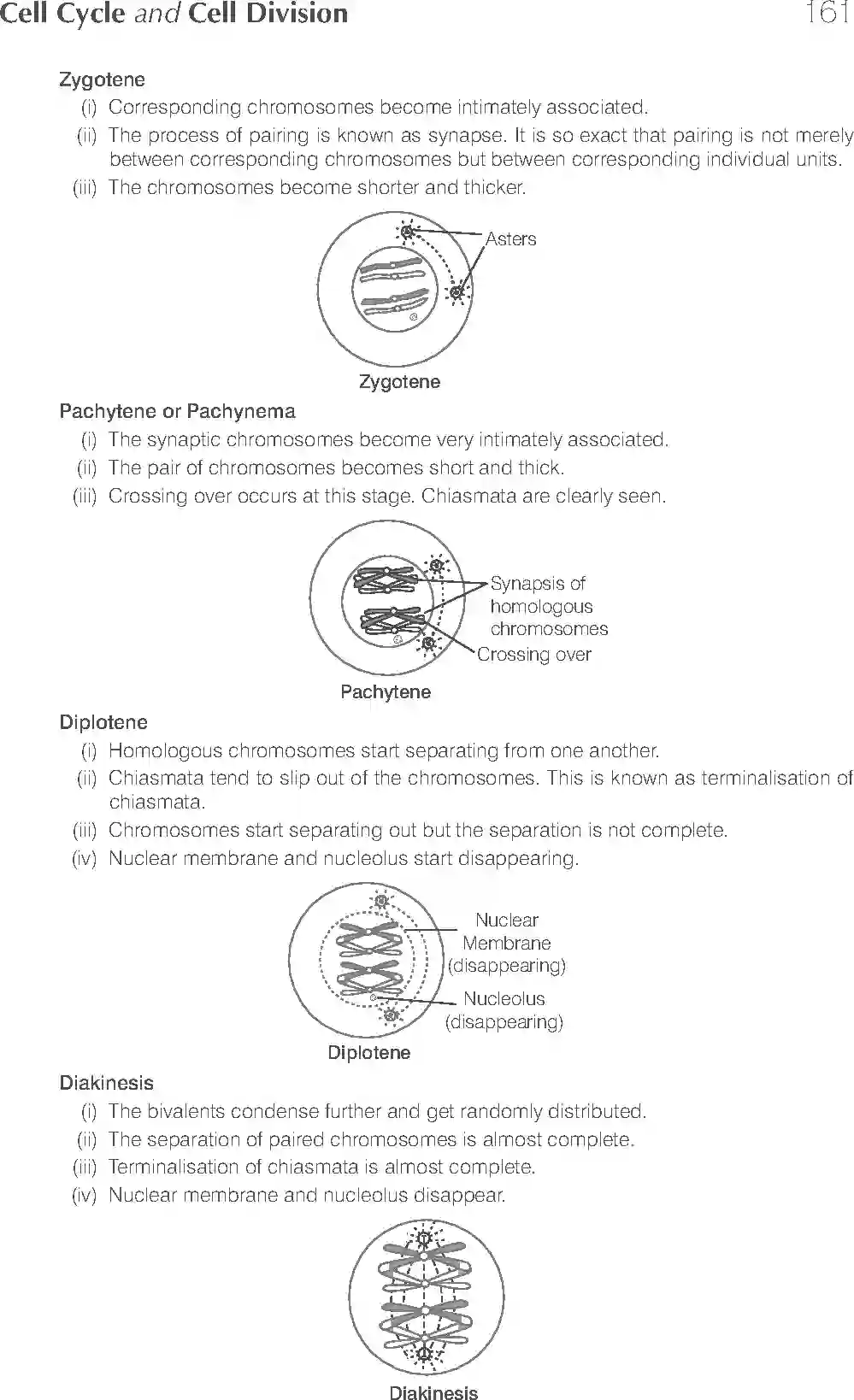 NCERT-Solution-Class-11-Biology-Exemplar-Cell-Cycle-and-Cell-Division-2927-page-13