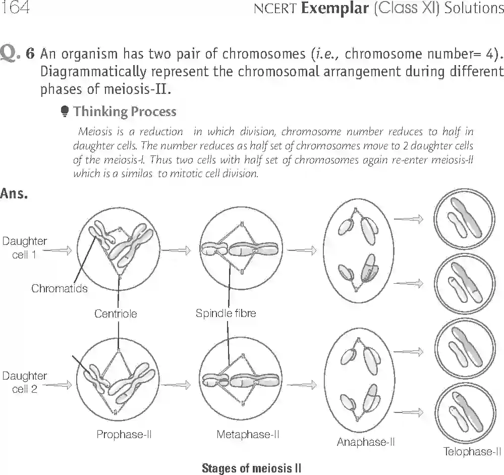 NCERT-Solution-Class-11-Biology-Exemplar-Cell-Cycle-and-Cell-Division-2927-page-16
