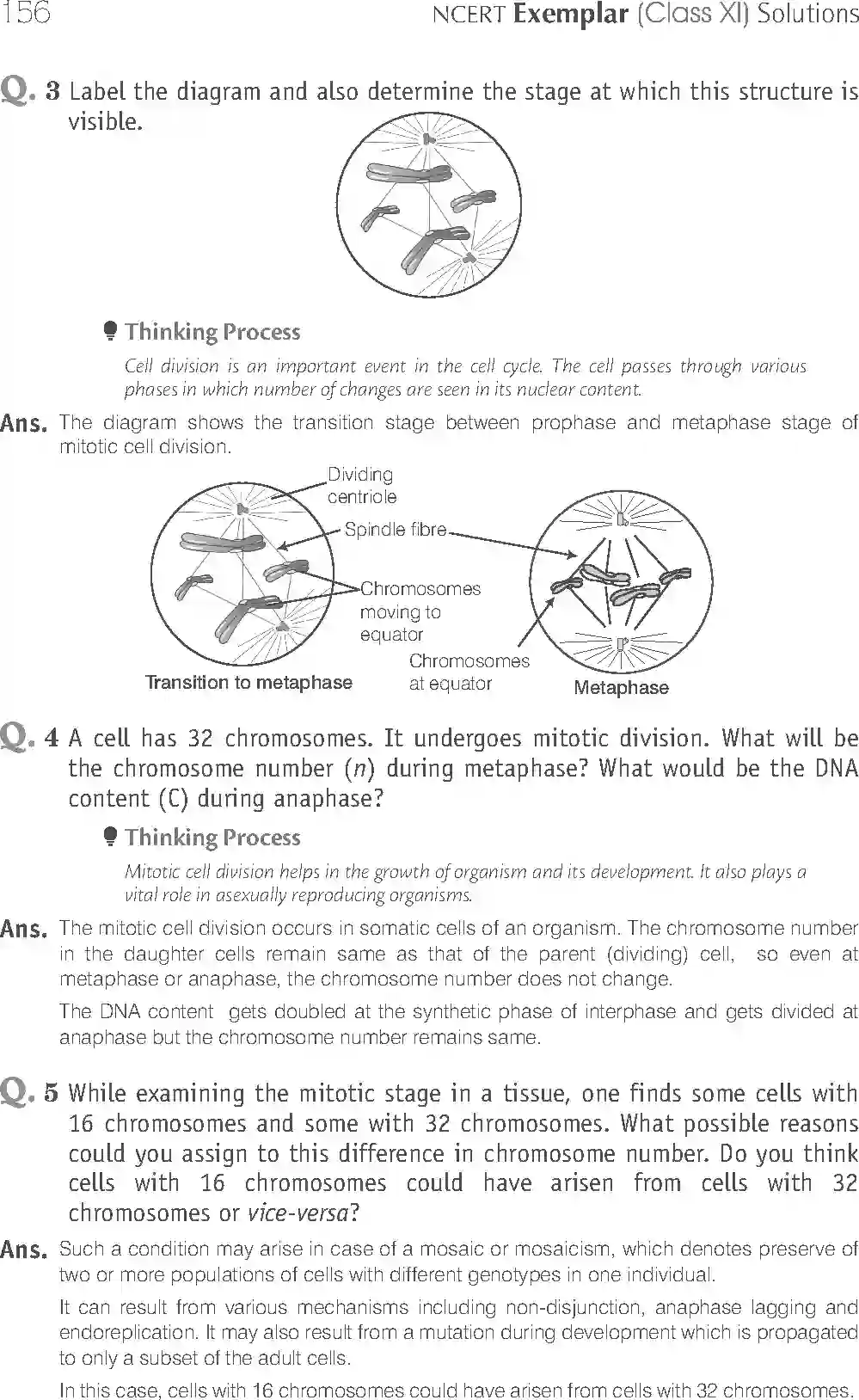 NCERT-Solution-Class-11-Biology-Exemplar-Cell-Cycle-and-Cell-Division-2927-page-8