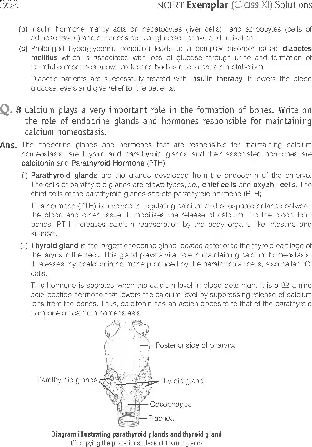 NCERT-Solution-Class-11-Biology-Exemplar-Chemical-Coordination-And-Integration-2939-page-13