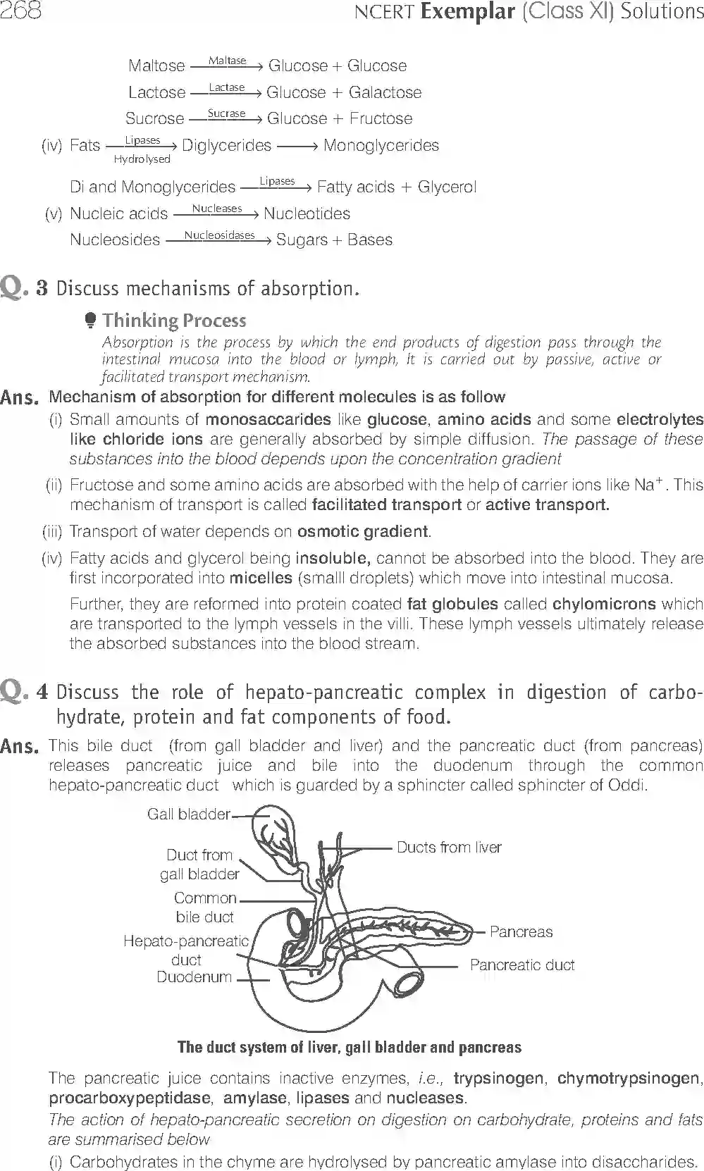 NCERT-Solution-Class-11-Biology-Exemplar-Digestion-and-Absorption-761-page-13