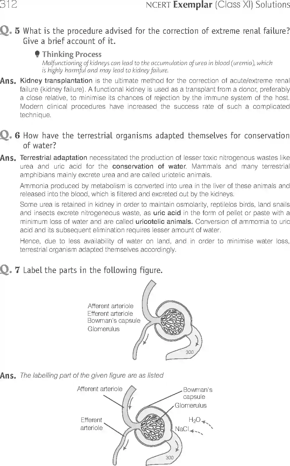 NCERT-Solution-Class-11-Biology-Exemplar-Excretory-Products-And-Their-Elimination-764-page-11