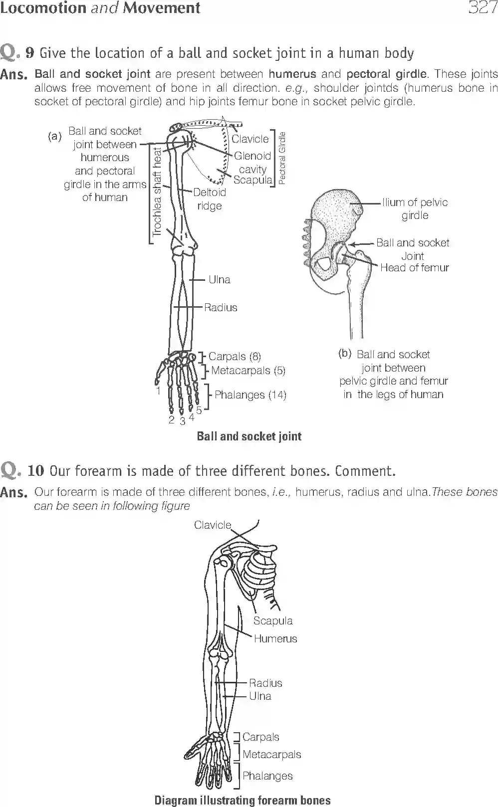 NCERT-Solution-Class-11-Biology-Exemplar-Locomotion-And-Movement-2937-page-10