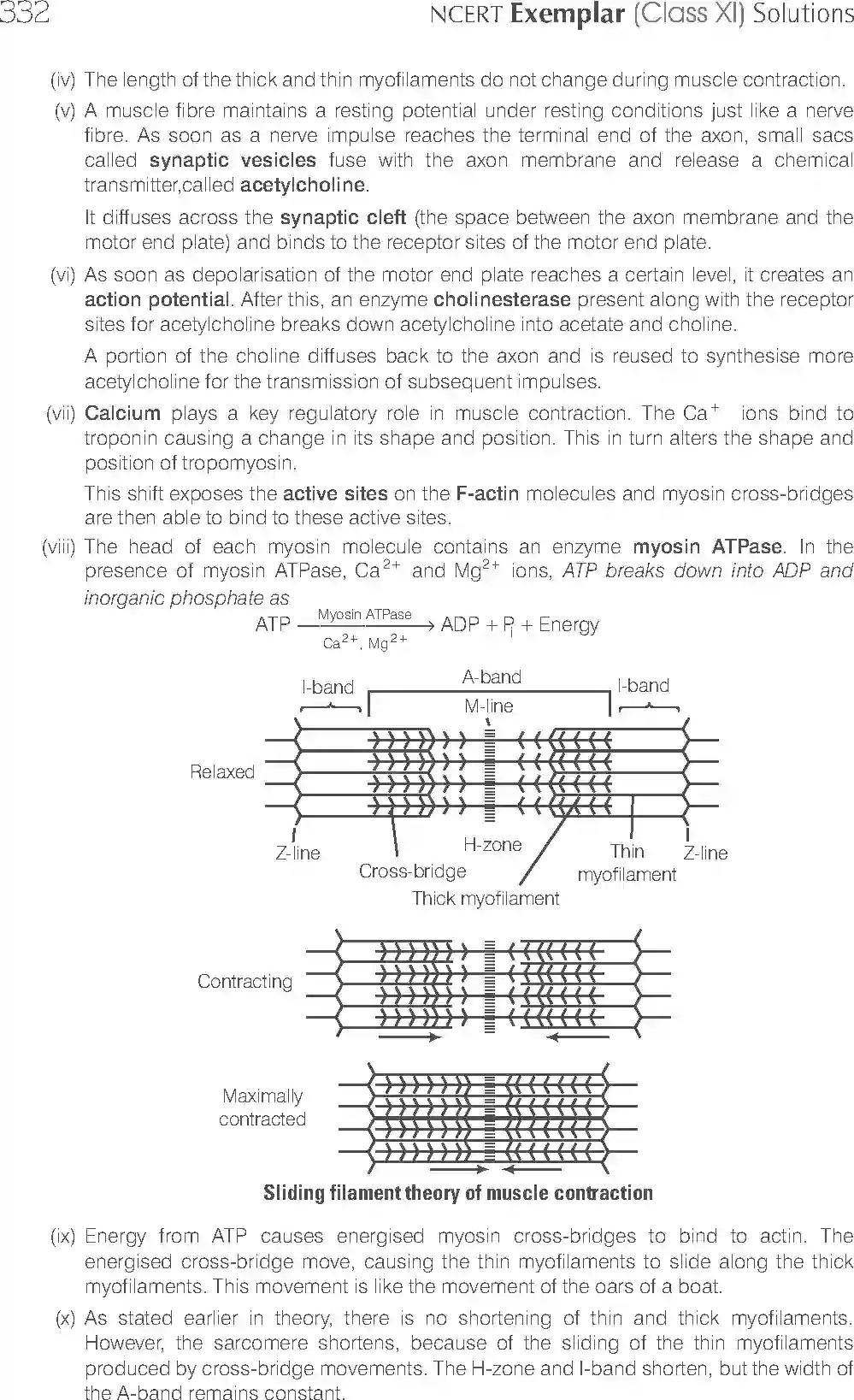 NCERT-Solution-Class-11-Biology-Exemplar-Locomotion-And-Movement-2937-page-15