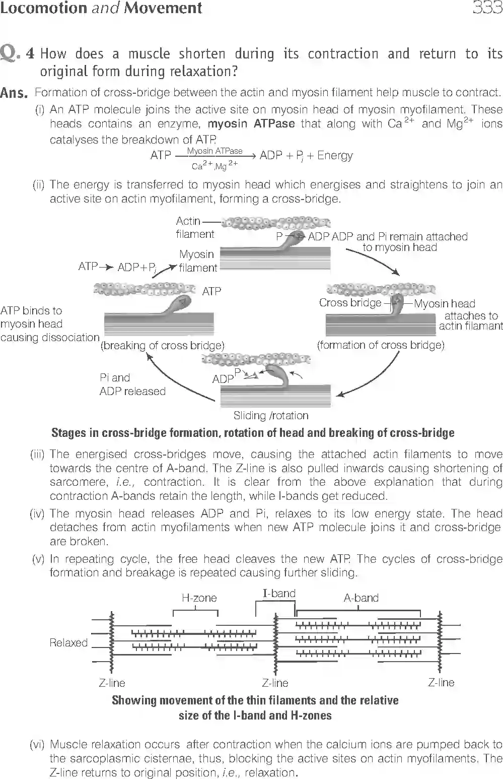 NCERT-Solution-Class-11-Biology-Exemplar-Locomotion-And-Movement-2937-page-16