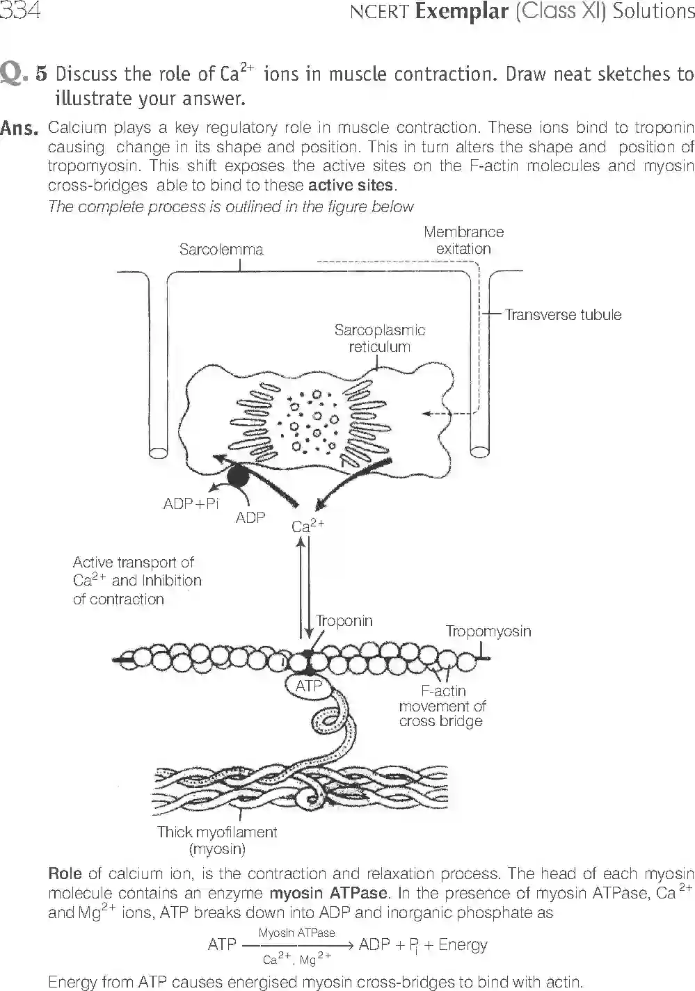 NCERT-Solution-Class-11-Biology-Exemplar-Locomotion-And-Movement-2937-page-17