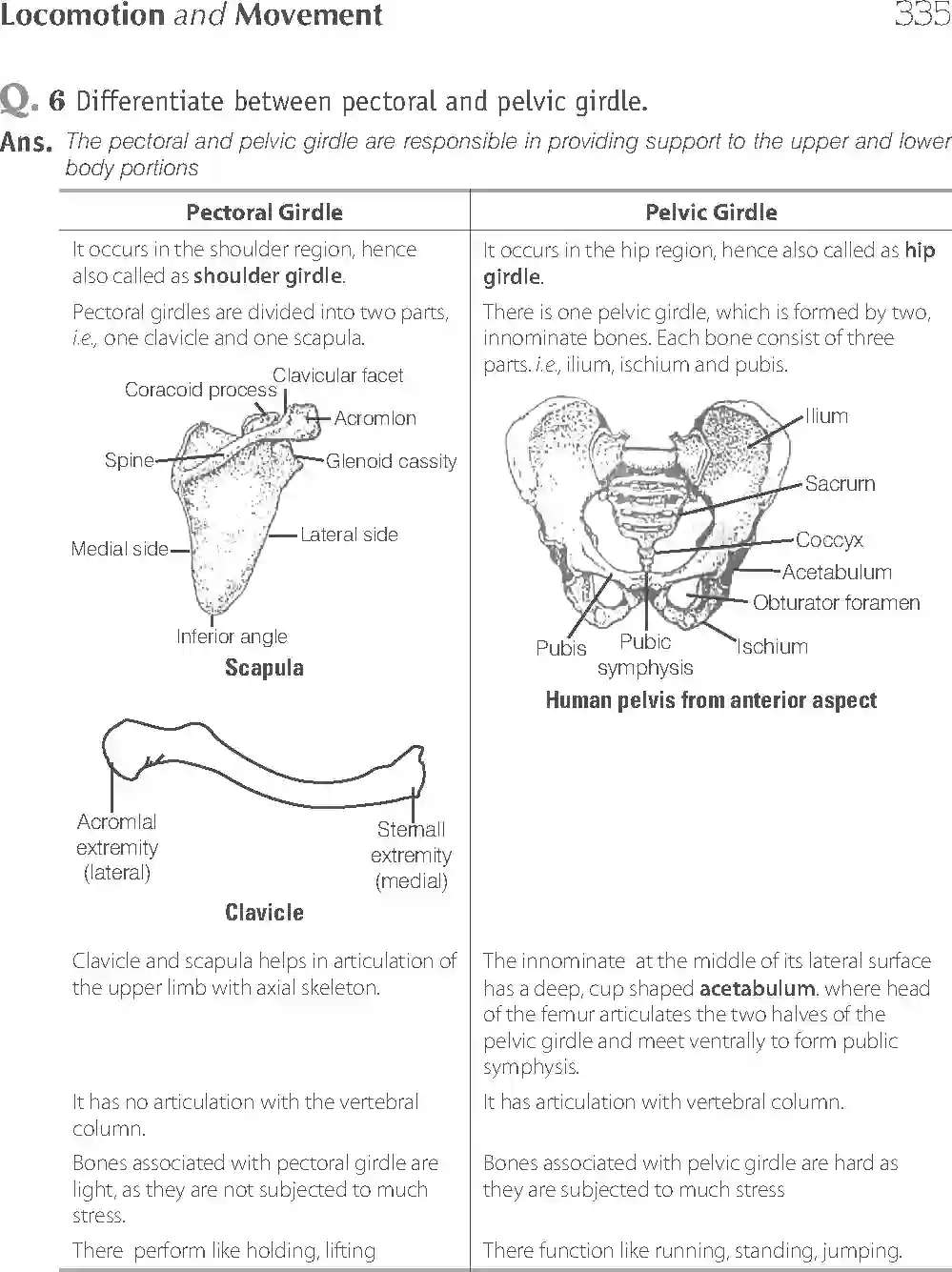 NCERT-Solution-Class-11-Biology-Exemplar-Locomotion-And-Movement-2937-page-18