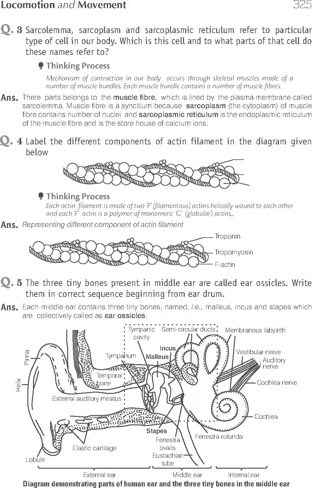 NCERT-Solution-Class-11-Biology-Exemplar-Locomotion-And-Movement-2937-page-8