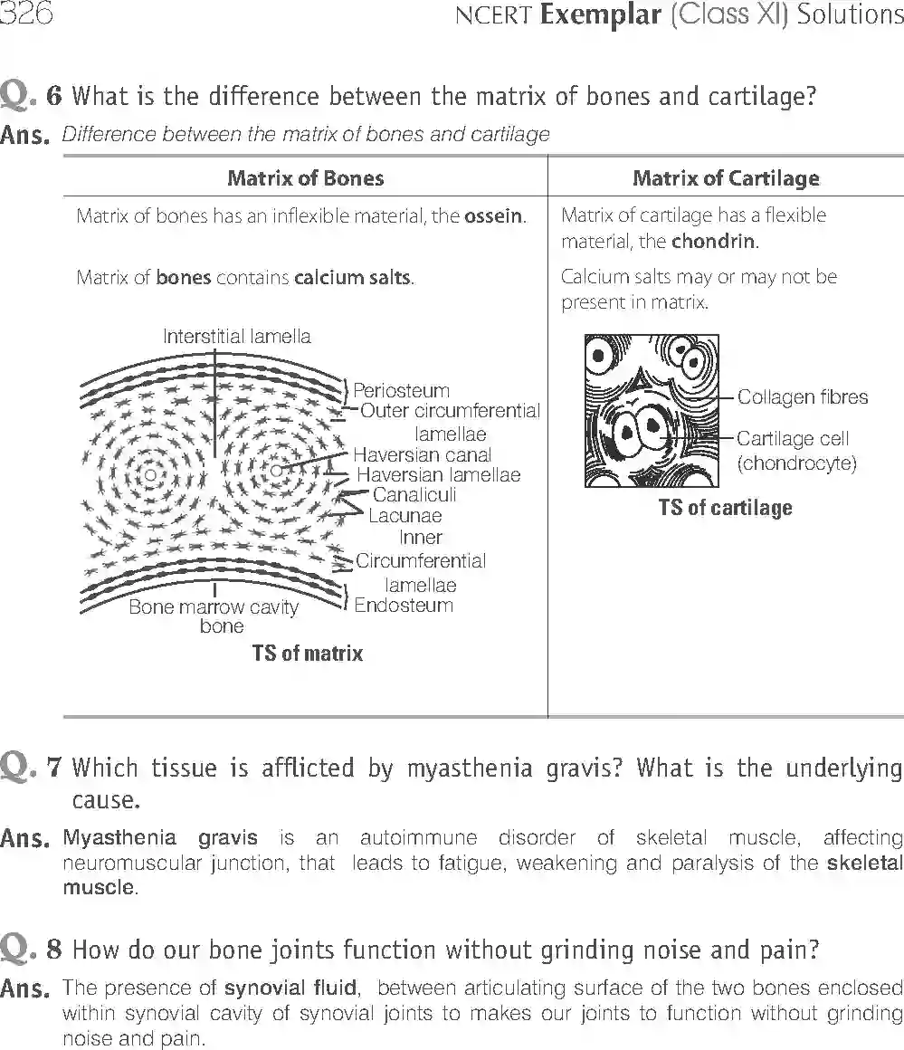 NCERT-Solution-Class-11-Biology-Exemplar-Locomotion-And-Movement-765-page-9