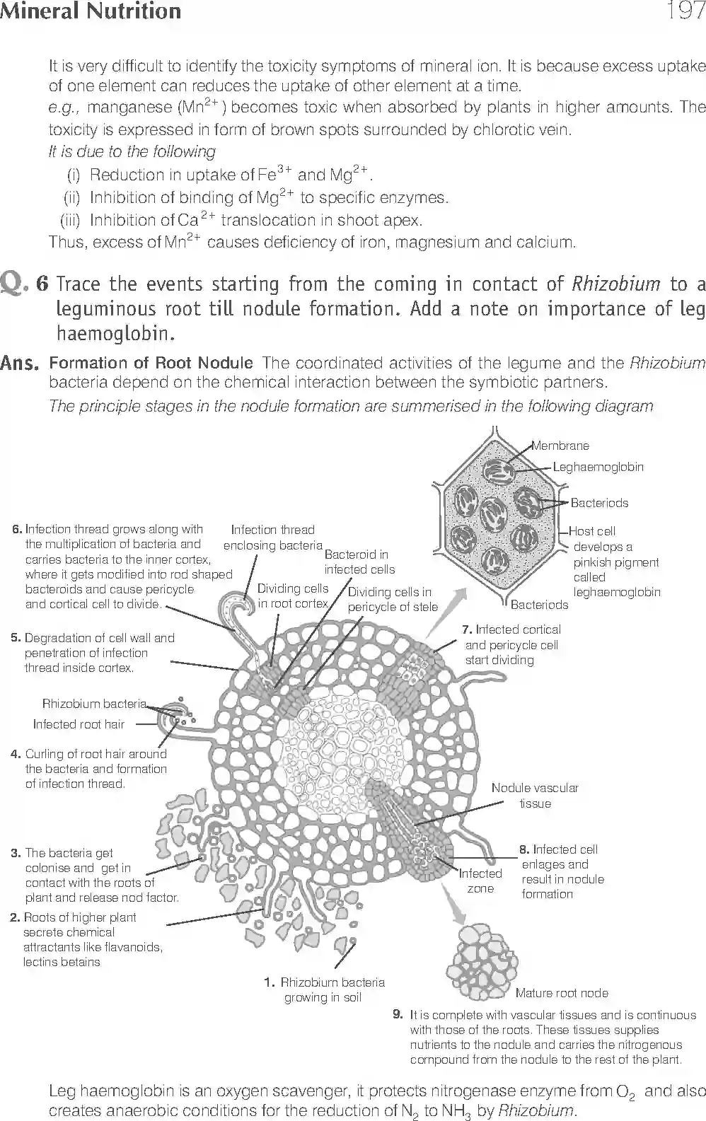 NCERT-Solution-Class-11-Biology-Exemplar-Mineral-Nutrition-757-page-12