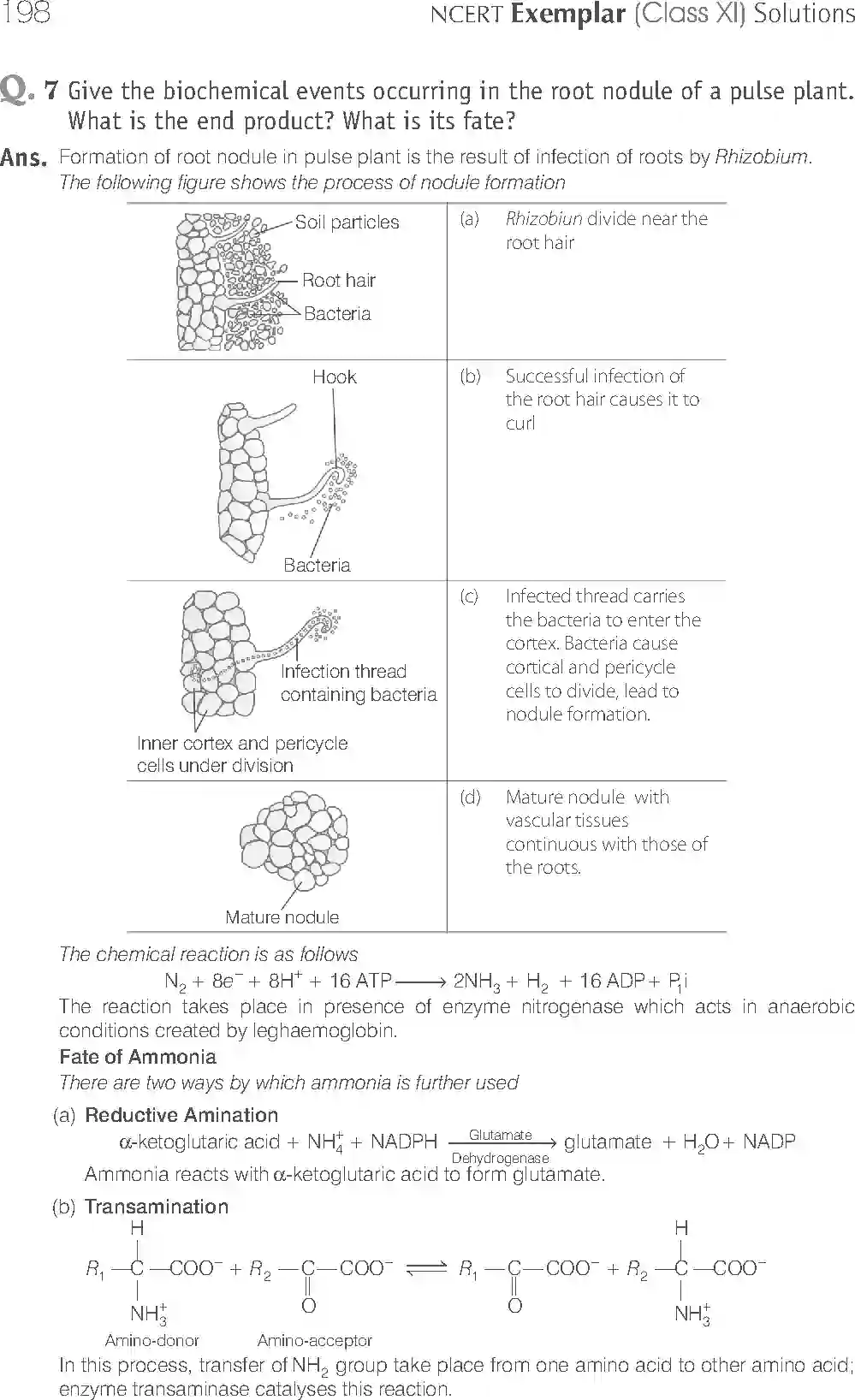 NCERT-Solution-Class-11-Biology-Exemplar-Mineral-Nutrition-757-page-13
