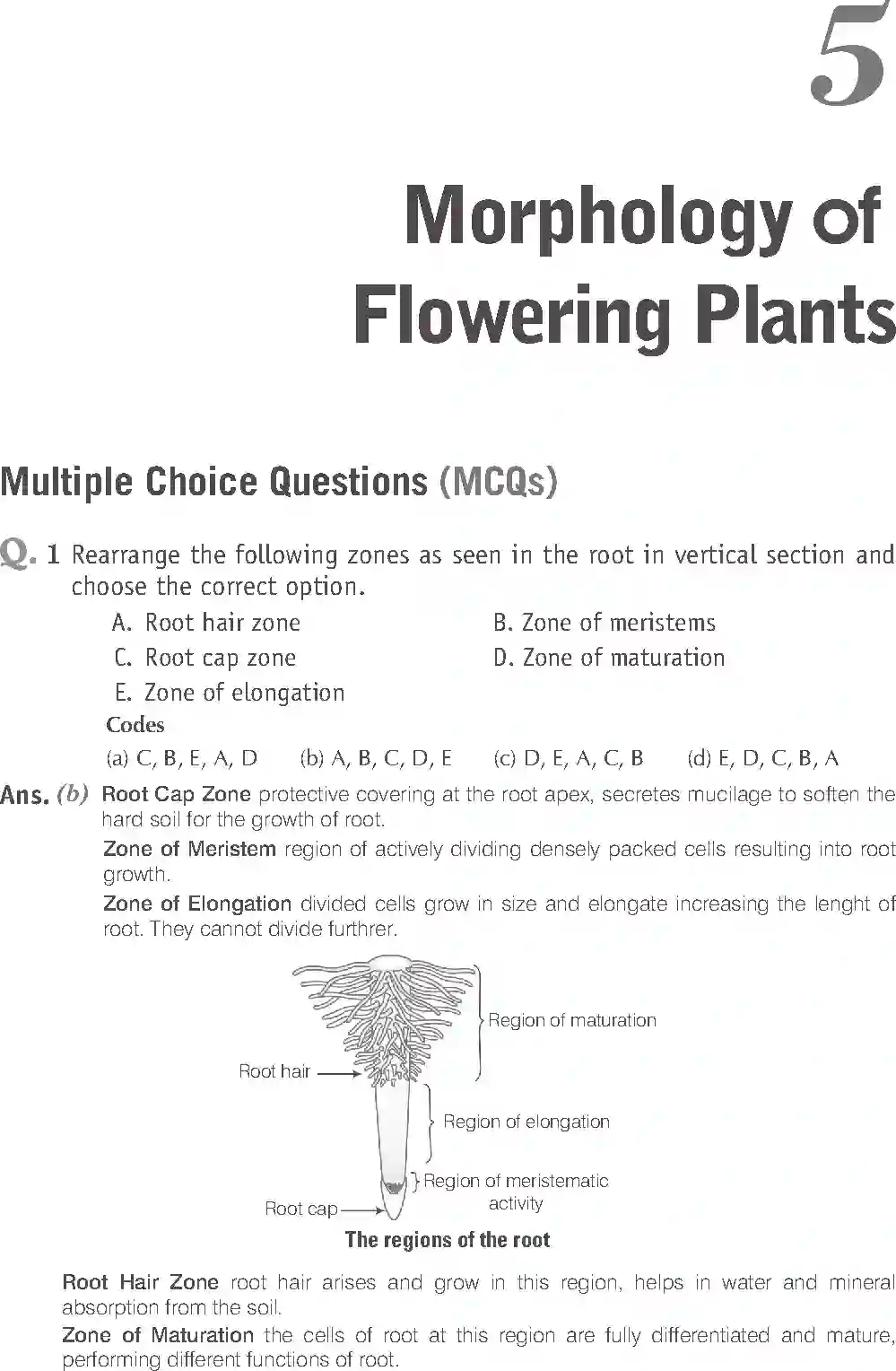 NCERT-Solution-Class-11-Biology-Exemplar-Morphology-of-Flowering-Plants-750-page-1