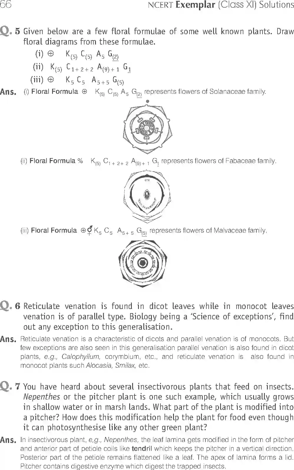 NCERT-Solution-Class-11-Biology-Exemplar-Morphology-of-Flowering-Plants-750-page-10
