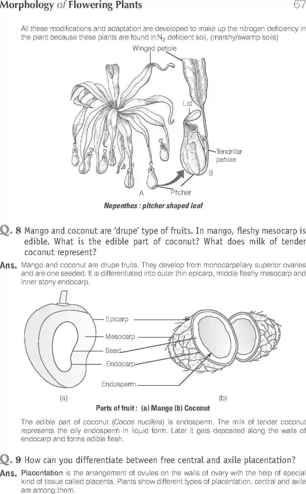 NCERT-Solution-Class-11-Biology-Exemplar-Morphology-of-Flowering-Plants-750-page-11