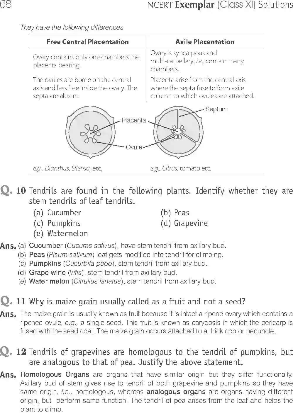 NCERT-Solution-Class-11-Biology-Exemplar-Morphology-of-Flowering-Plants-750-page-12