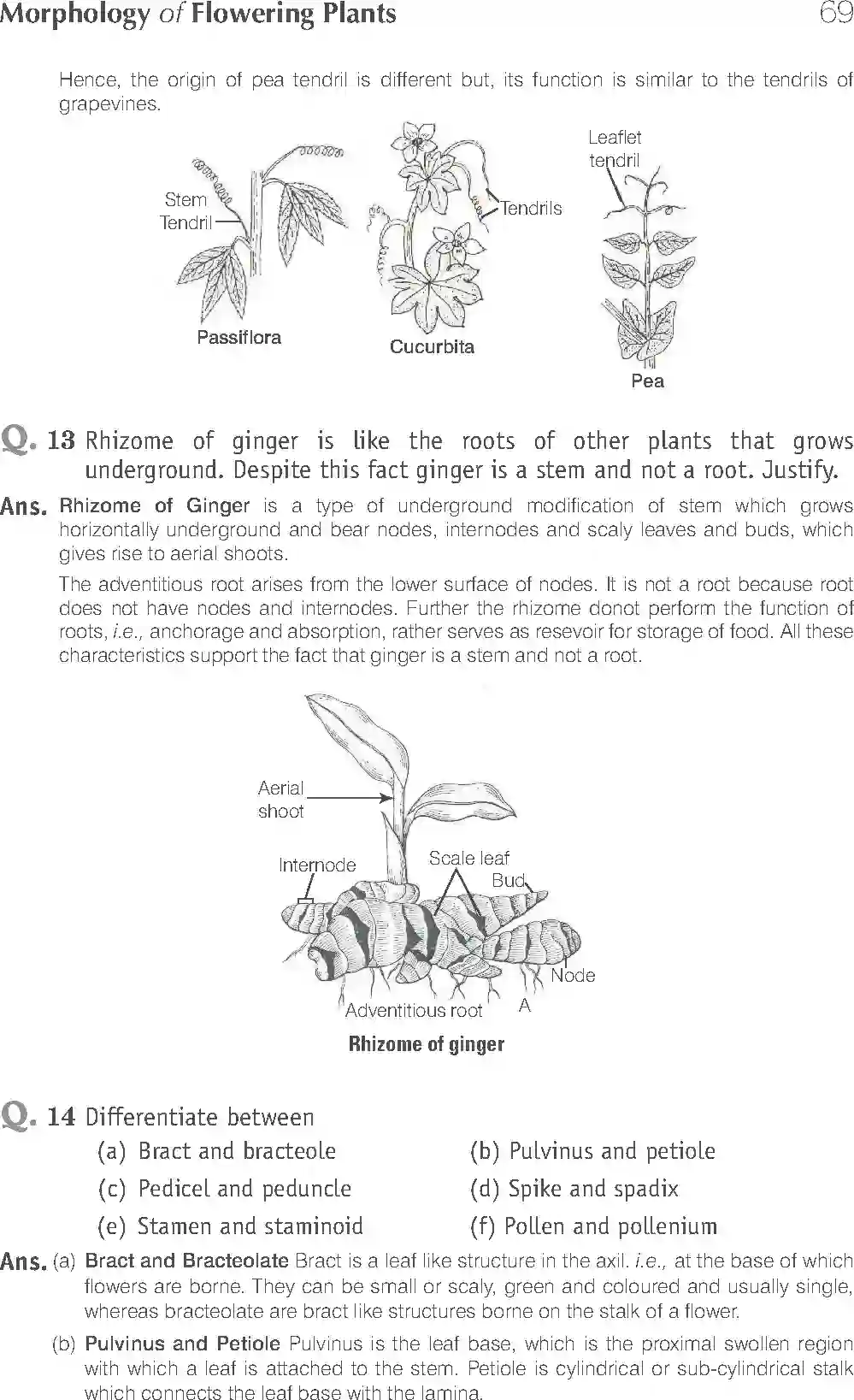 NCERT-Solution-Class-11-Biology-Exemplar-Morphology-of-Flowering-Plants-750-page-13
