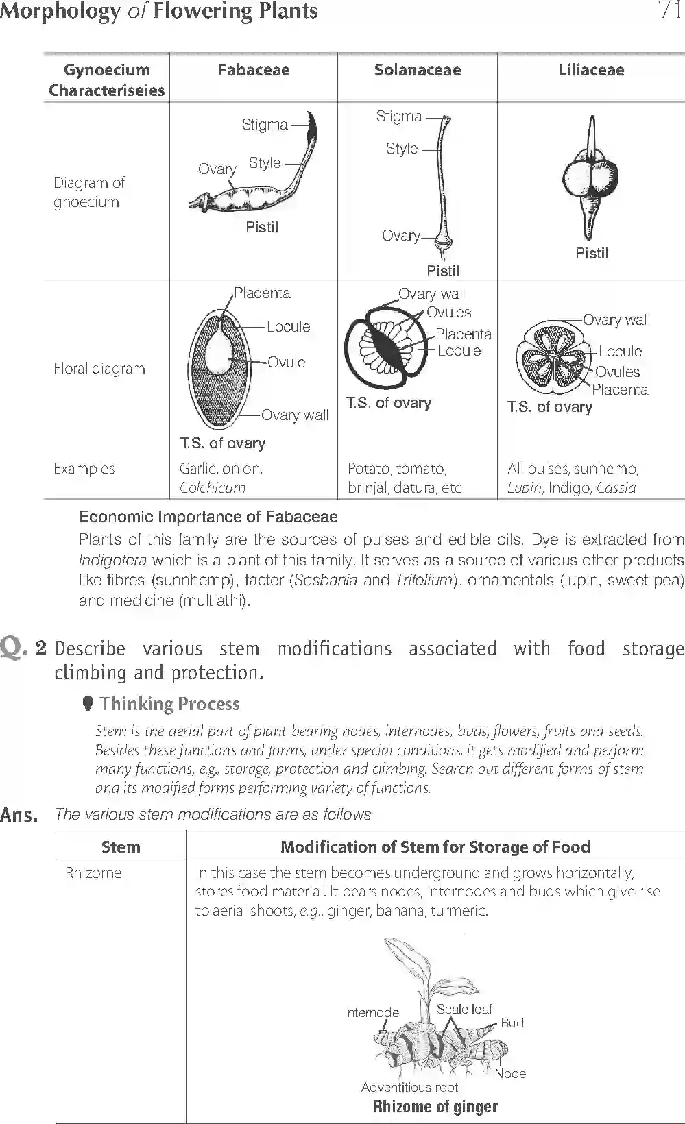 NCERT-Solution-Class-11-Biology-Exemplar-Morphology-of-Flowering-Plants-750-page-15