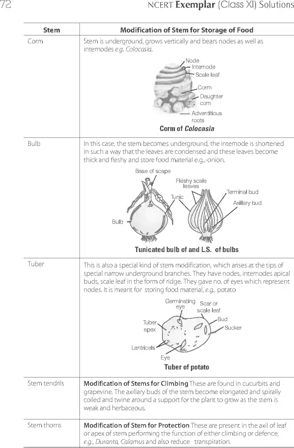 NCERT-Solution-Class-11-Biology-Exemplar-Morphology-of-Flowering-Plants-750-page-16