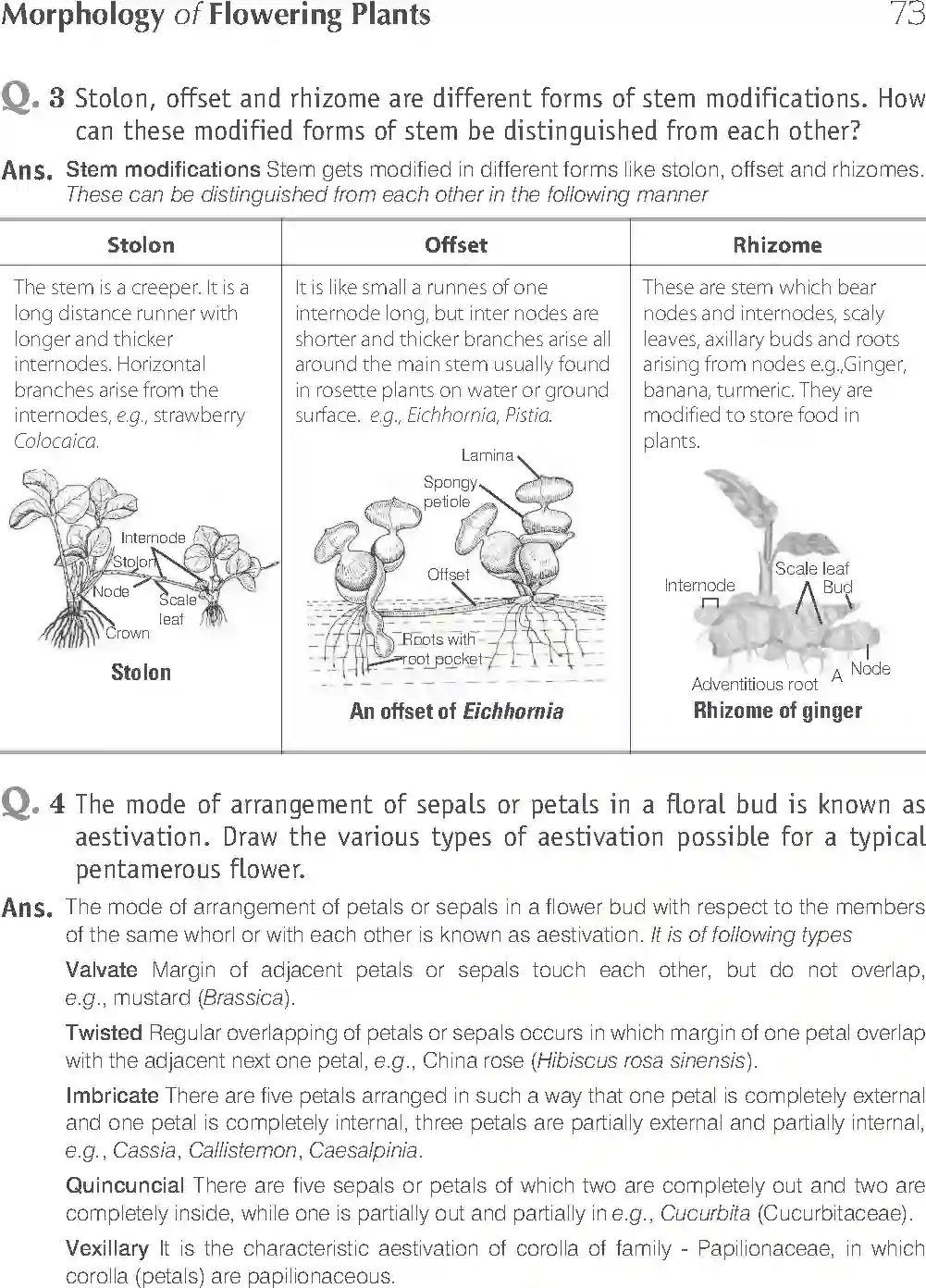 NCERT-Solution-Class-11-Biology-Exemplar-Morphology-of-Flowering-Plants-750-page-17