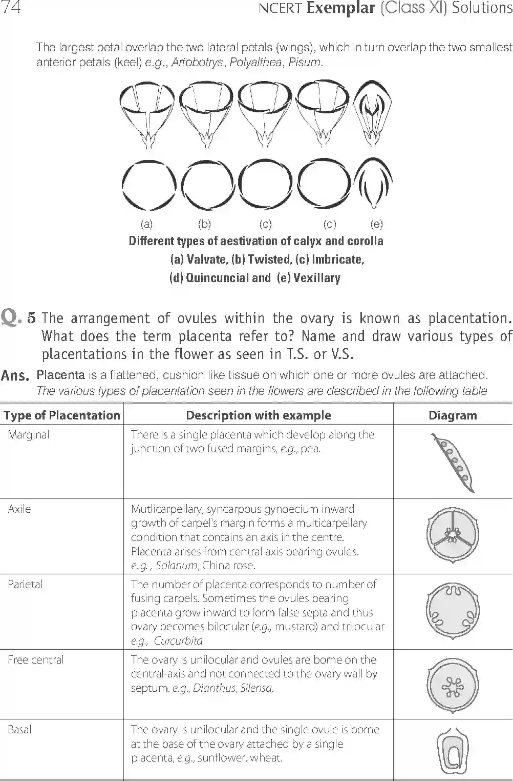 NCERT-Solution-Class-11-Biology-Exemplar-Morphology-of-Flowering-Plants-750-page-18