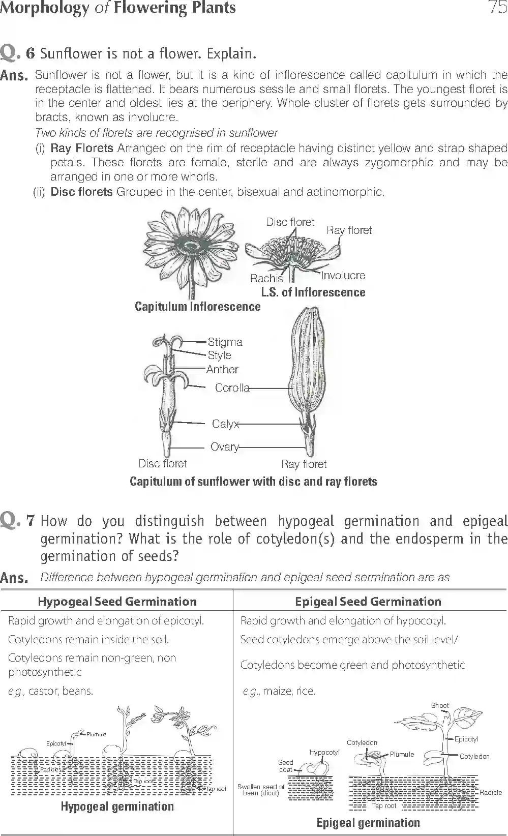 NCERT-Solution-Class-11-Biology-Exemplar-Morphology-of-Flowering-Plants-750-page-19