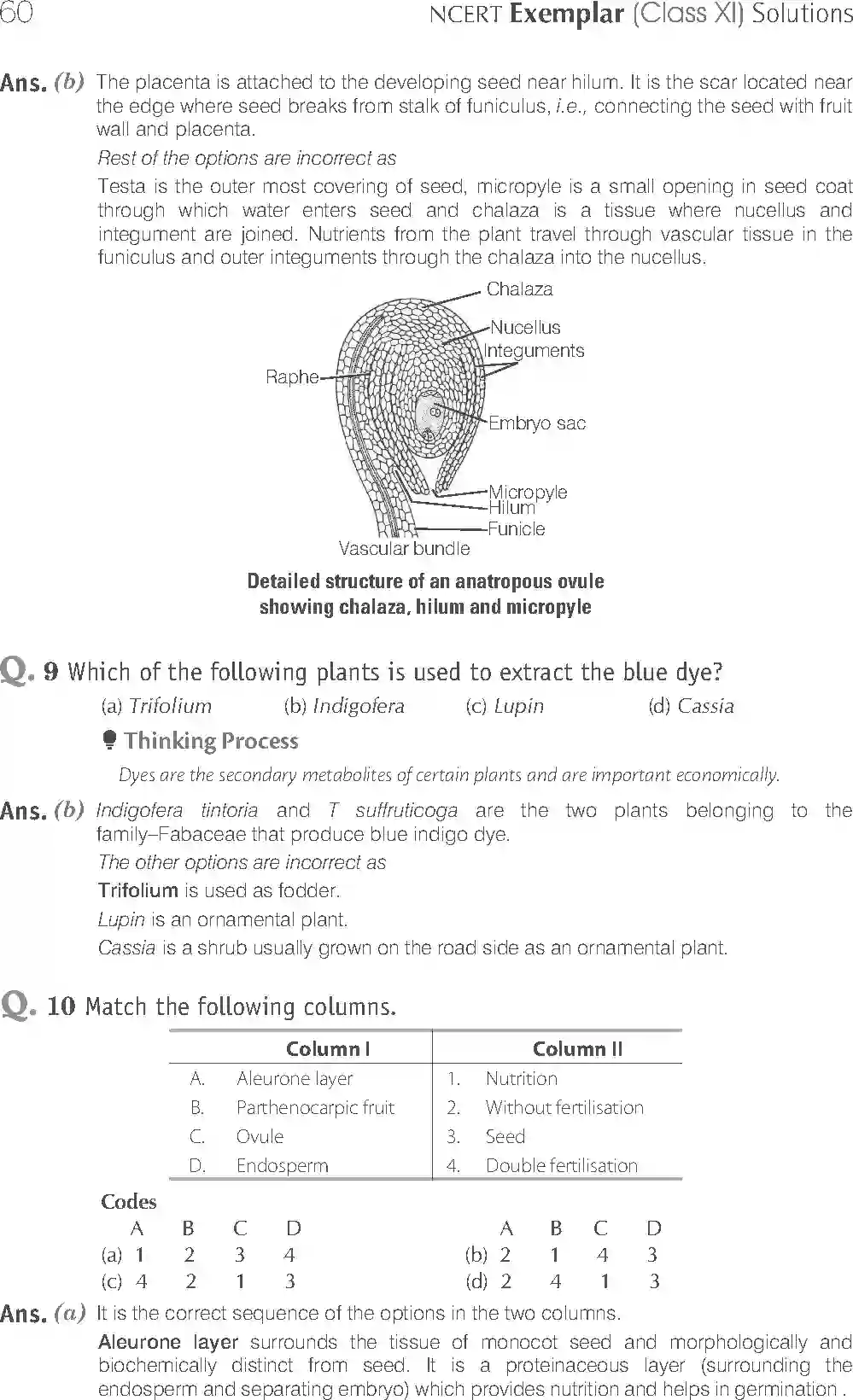 NCERT-Solution-Class-11-Biology-Exemplar-Morphology-of-Flowering-Plants-750-page-4