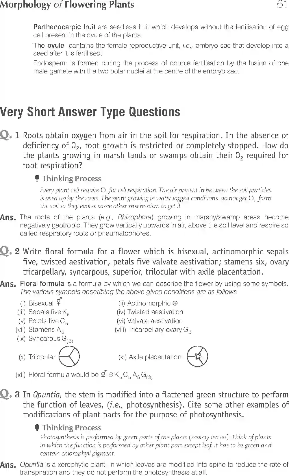 NCERT-Solution-Class-11-Biology-Exemplar-Morphology-of-Flowering-Plants-750-page-5